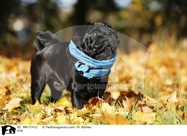 Mops / pug / RR-71412