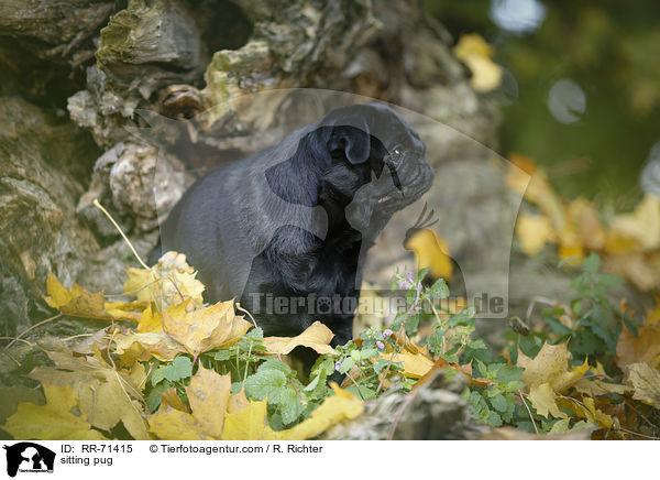 sitzender Mops / sitting pug / RR-71415