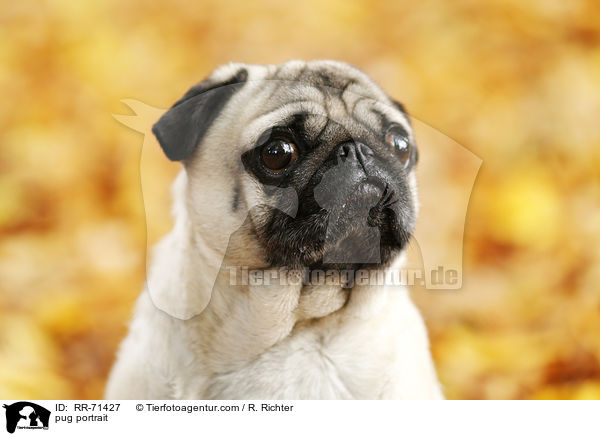 Mops Portrait / pug portrait / RR-71427