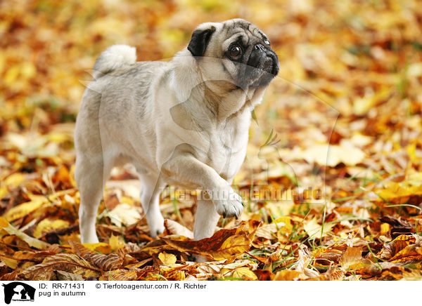 Mops im Herbst / pug in autumn / RR-71431