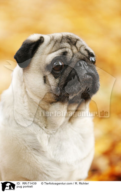 Mops Portrait / pug portrait / RR-71439