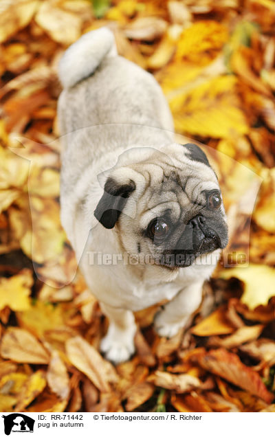 Mops im Herbst / pug in autumn / RR-71442