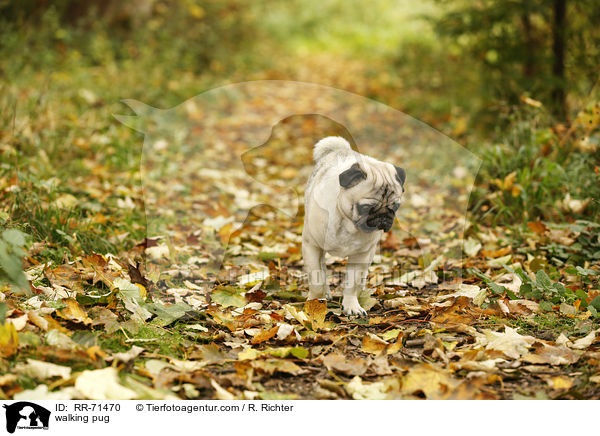 laufender Mops / walking pug / RR-71470