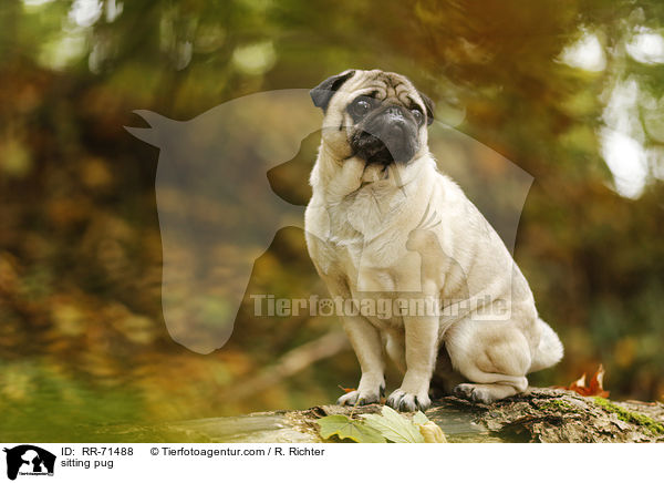 sitzender Mops / sitting pug / RR-71488