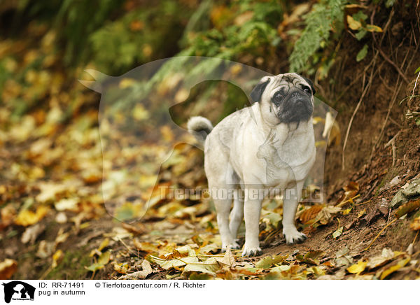 Mops im Herbst / pug in autumn / RR-71491