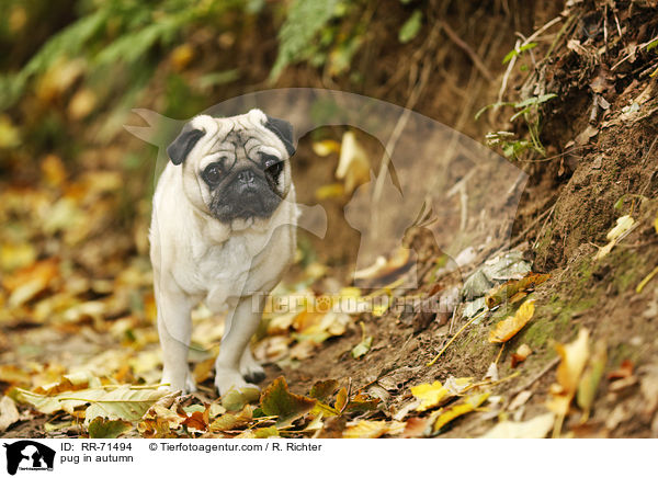 Mops im Herbst / pug in autumn / RR-71494