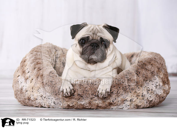 liegender Mops / lying pug / RR-71523