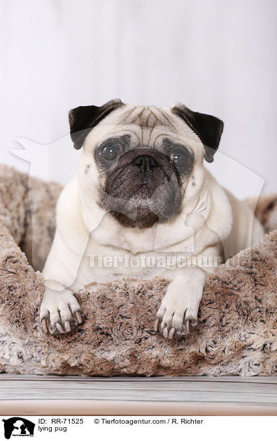 liegender Mops / lying pug / RR-71525