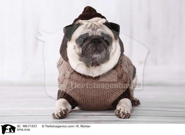 liegender Mops / lying pug / RR-71531