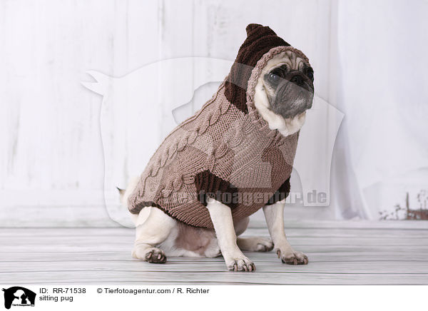 sitzender Mops / sitting pug / RR-71538