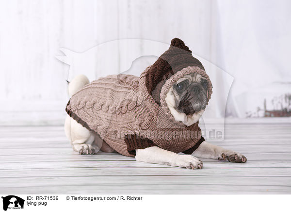 liegender Mops / lying pug / RR-71539