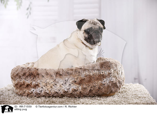 sitzender Mops / sitting pug / RR-71559