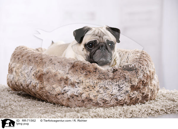 liegender Mops / lying pug / RR-71562