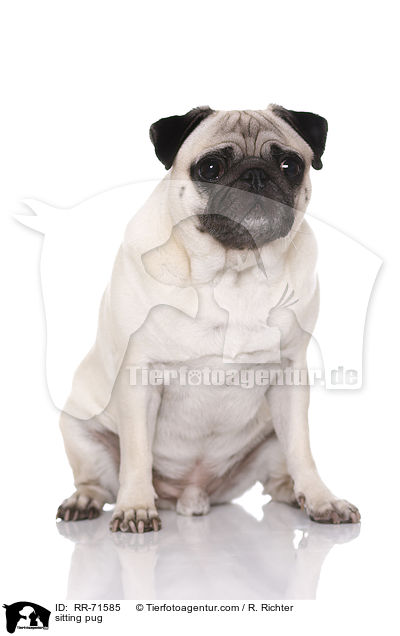 sitzender Mops / sitting pug / RR-71585