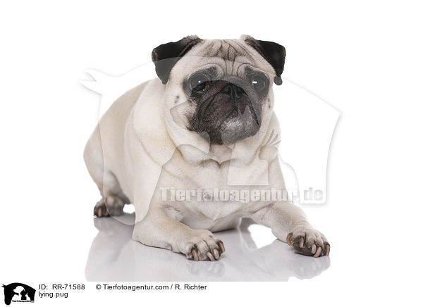 liegender Mops / lying pug / RR-71588