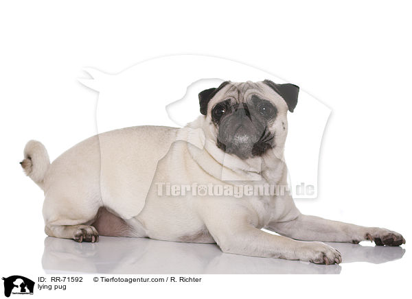 liegender Mops / lying pug / RR-71592