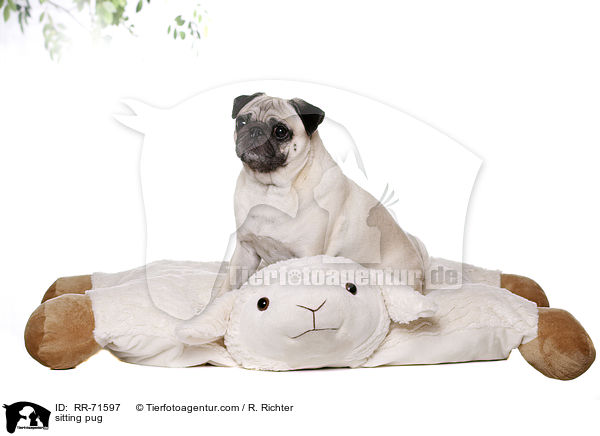 sitzender Mops / sitting pug / RR-71597