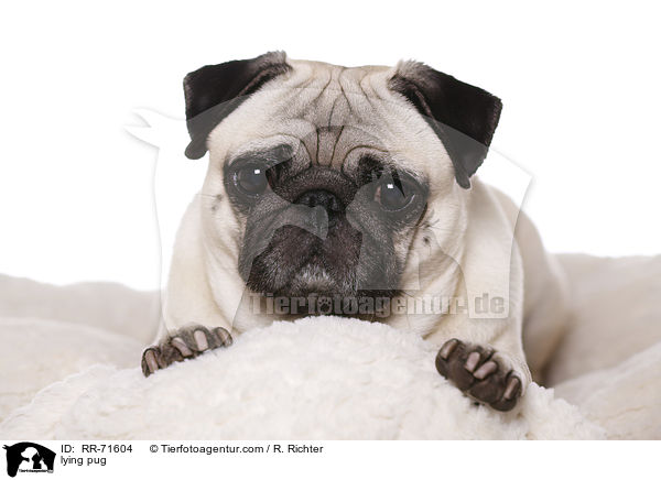 liegender Mops / lying pug / RR-71604