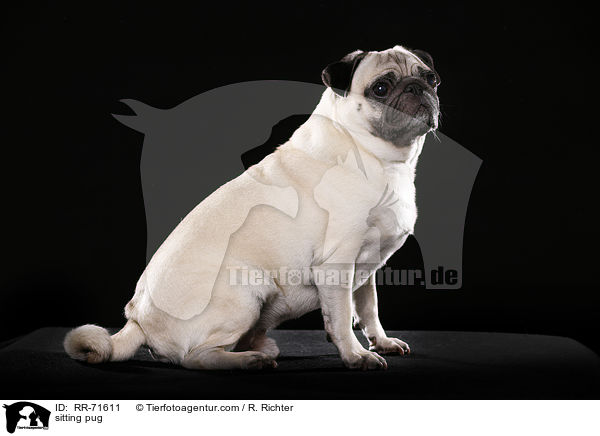 sitzender Mops / sitting pug / RR-71611