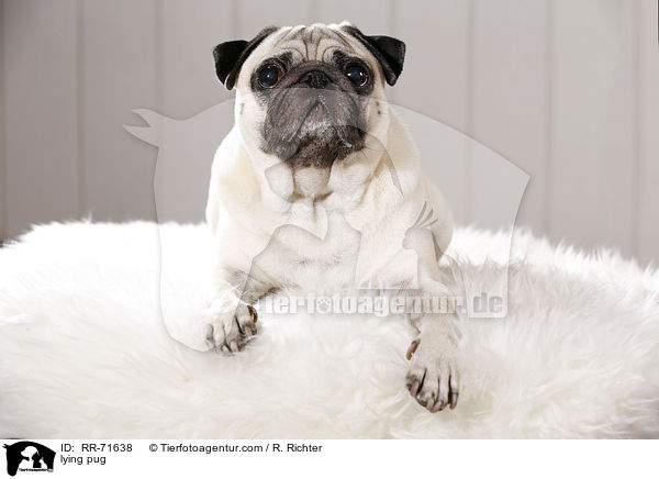 liegender Mops / lying pug / RR-71638