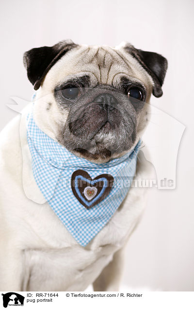 Mops Portrait / pug portrait / RR-71644