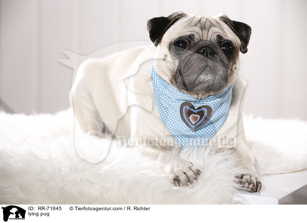 liegender Mops / lying pug / RR-71645