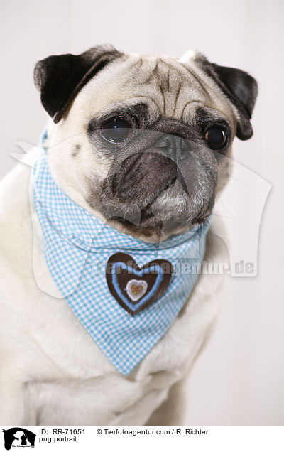 Mops Portrait / pug portrait / RR-71651