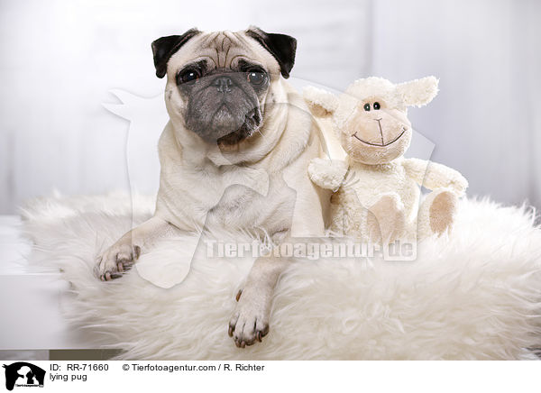 liegender Mops / lying pug / RR-71660