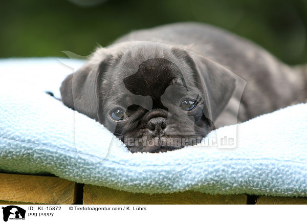 Mops Welpe / pug puppy / KL-15872