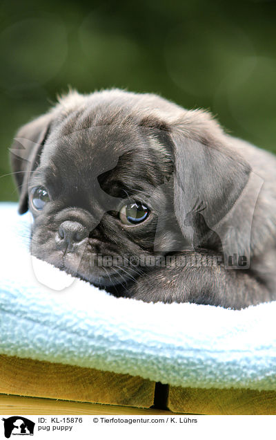 Mops Welpe / pug puppy / KL-15876