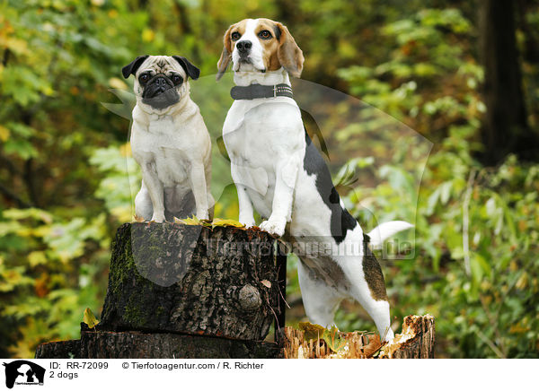 2 Hunde / 2 dogs / RR-72099