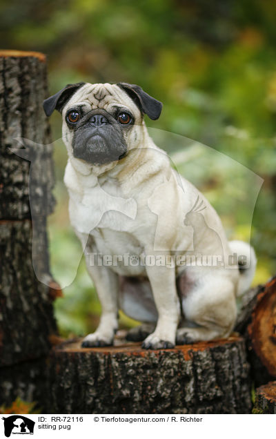 sitzender Mops / sitting pug / RR-72116