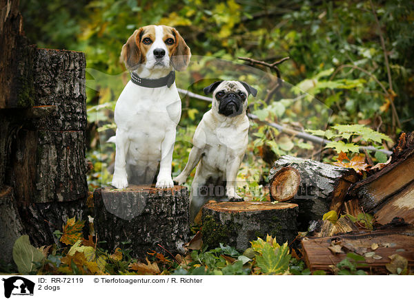 2 Hunde / 2 dogs / RR-72119