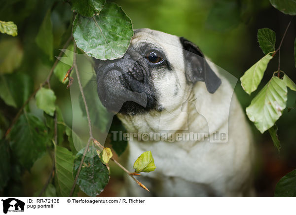 Mops Portrait / pug portrait / RR-72138