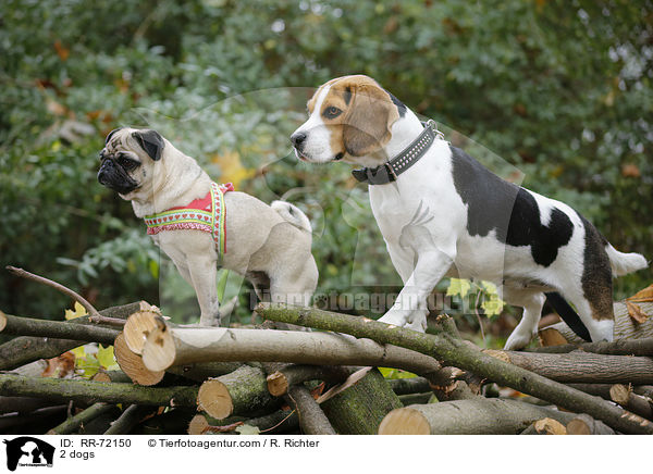 2 Hunde / 2 dogs / RR-72150