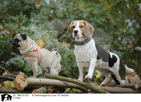 2 Hunde / 2 dogs / RR-72152