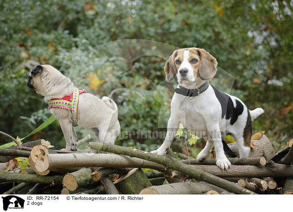 2 Hunde / 2 dogs / RR-72154