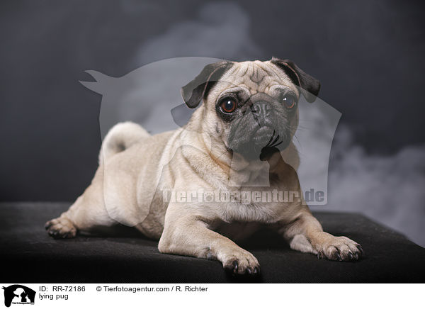 liegender Mops / lying pug / RR-72186