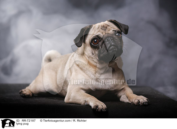 liegender Mops / lying pug / RR-72187