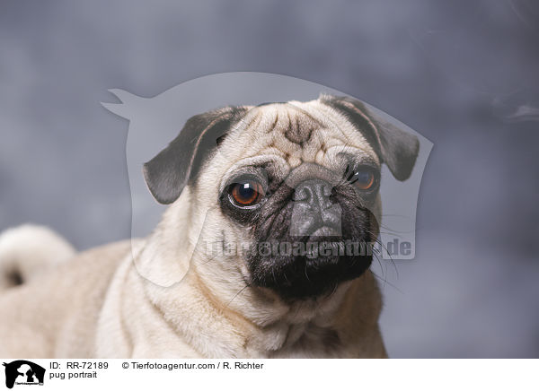 Mops Portrait / pug portrait / RR-72189