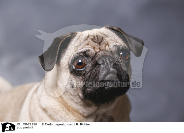 Mops Portrait / pug portrait / RR-72190