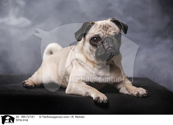 liegender Mops / lying pug / RR-72191