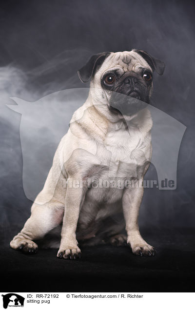 sitzender Mops / sitting pug / RR-72192