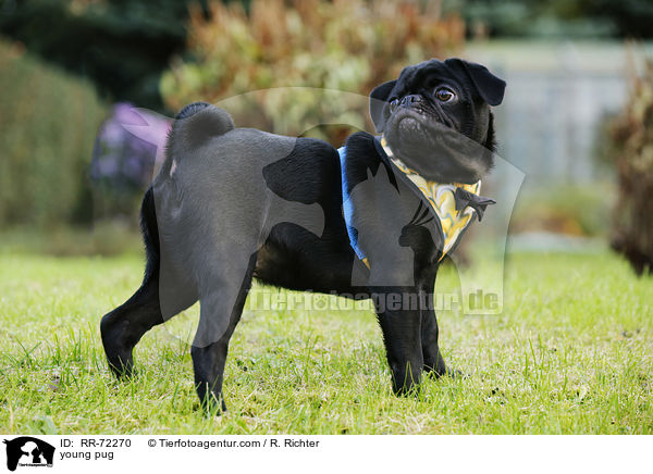 junger Mops / young pug / RR-72270