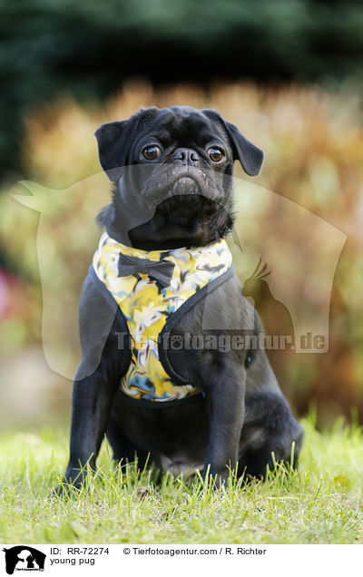 young pug / RR-72274