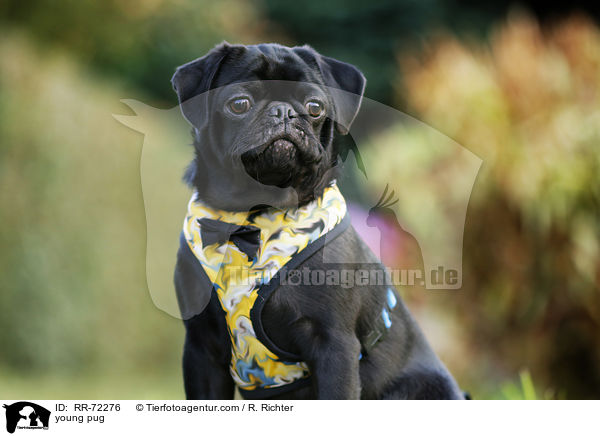 junger Mops / young pug / RR-72276