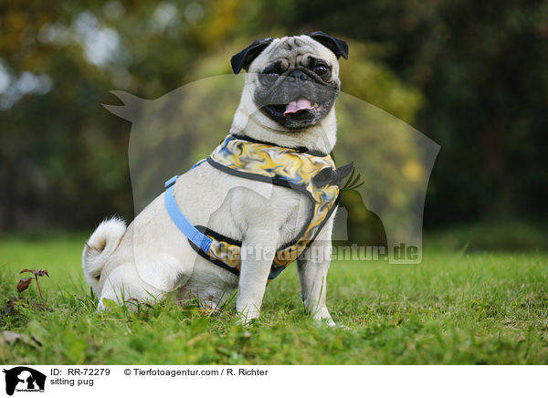 sitzender Mops / sitting pug / RR-72279