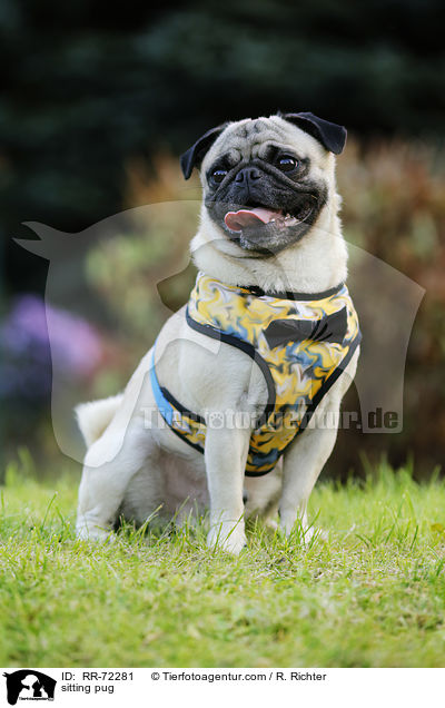 sitzender Mops / sitting pug / RR-72281