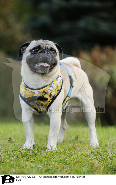 Mops / pug / RR-72282