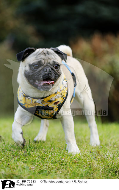 laufender Mops / walking pug / RR-72283